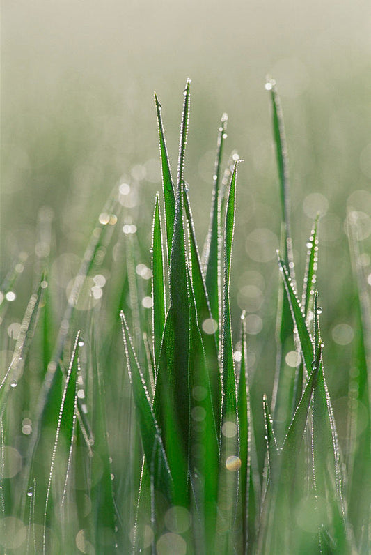 Dewdrops