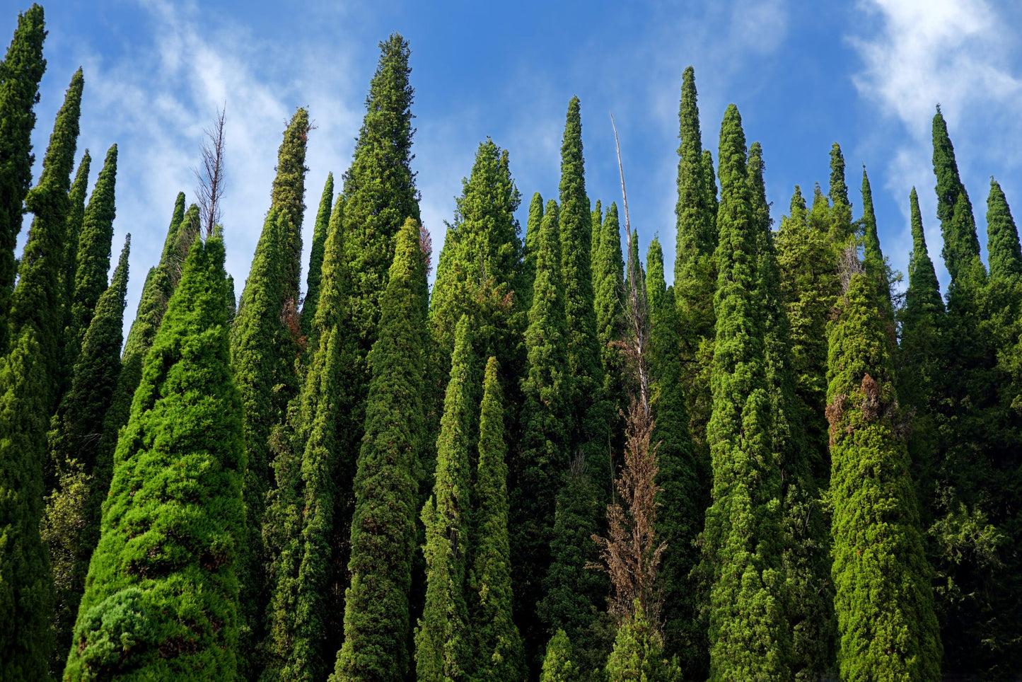 Cypress Cocktail